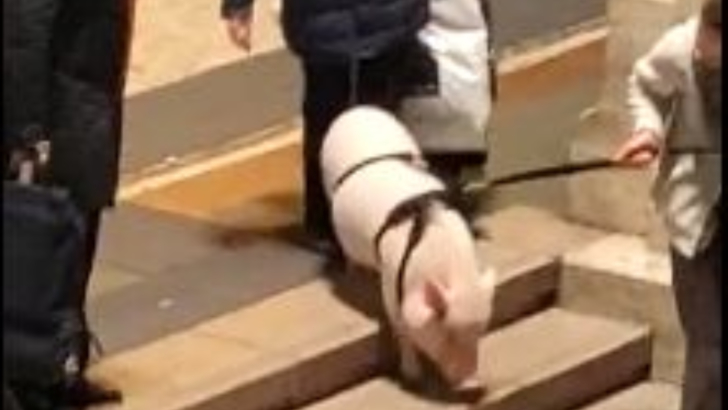 Porc sacrificat în parcarea blocului